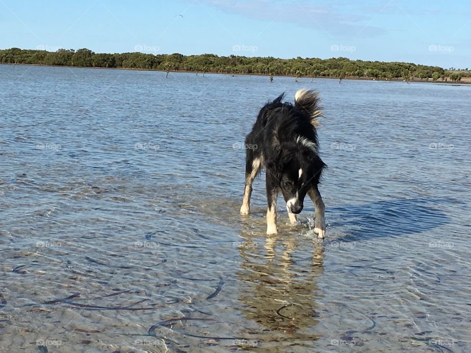 Tri coloured border collie sheepdog playing in ocean
