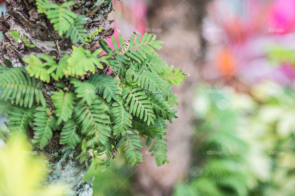 Tree Fern