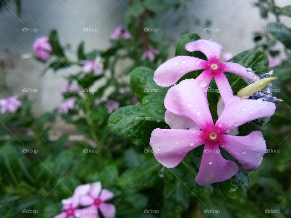 a small pink jasmine in a garden