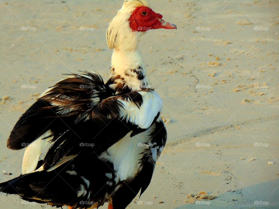 A Muscovy Duck. What a wonderfully unique duck. Again this photo does not do justice for this duck, but you can still tell what it is!!.........This was at a tiny beach like area at a resort. It acted like it owned the place!!😂😂