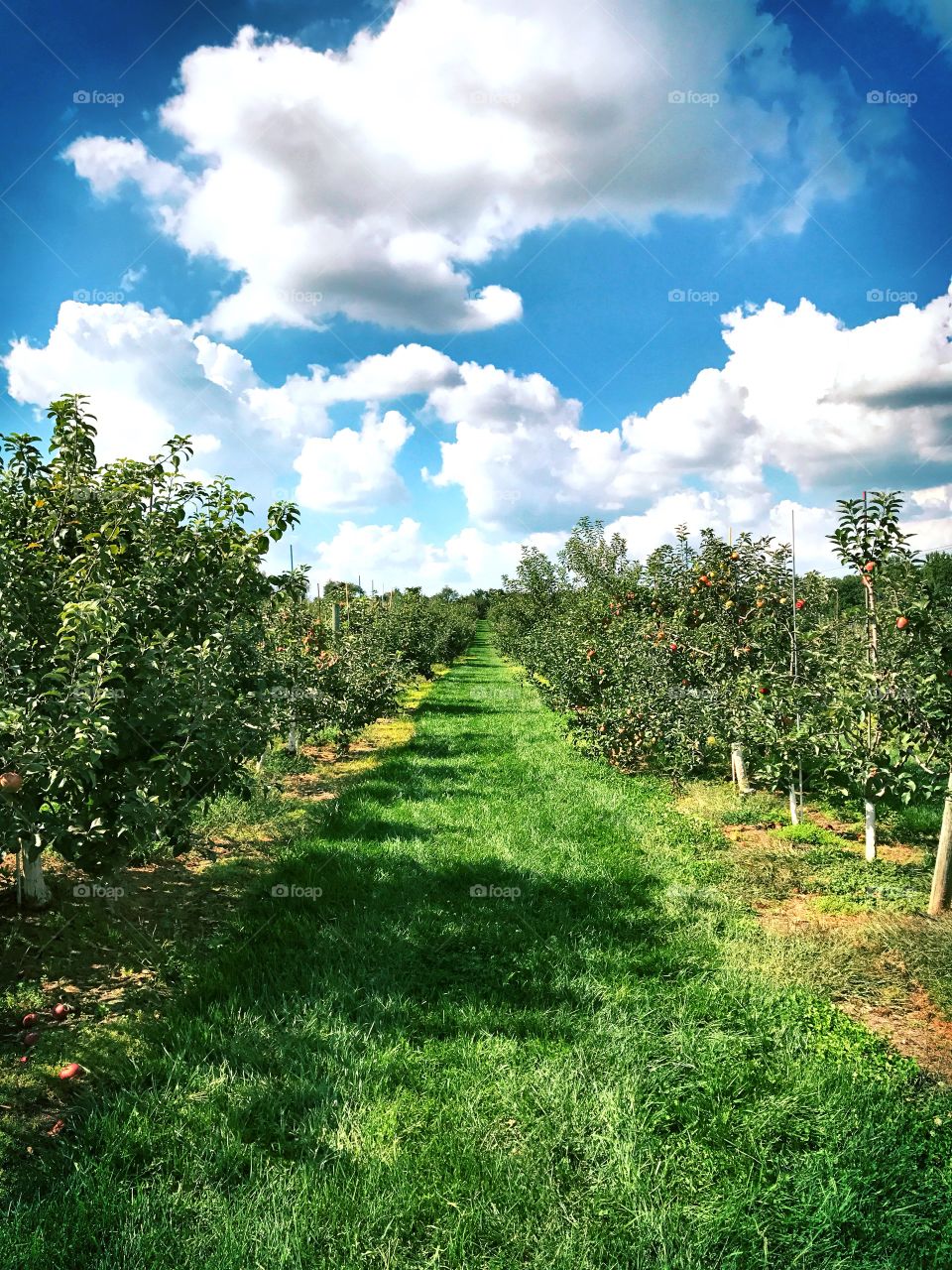 Apple orchard