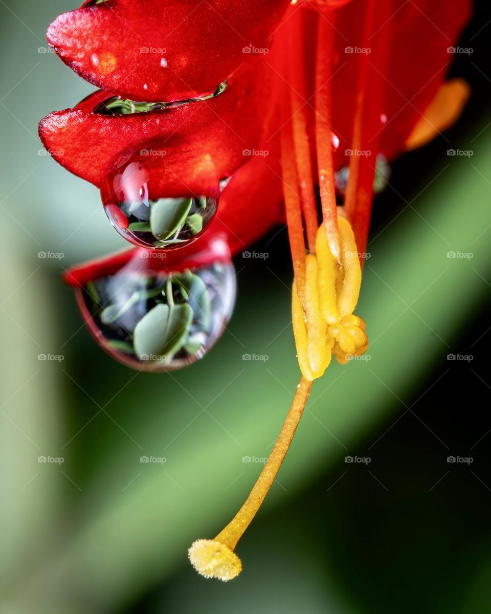A calm overnight drizzle set for a beautiful stage in the morning. This is the tip of a bloom of a coral honeysuckle.  