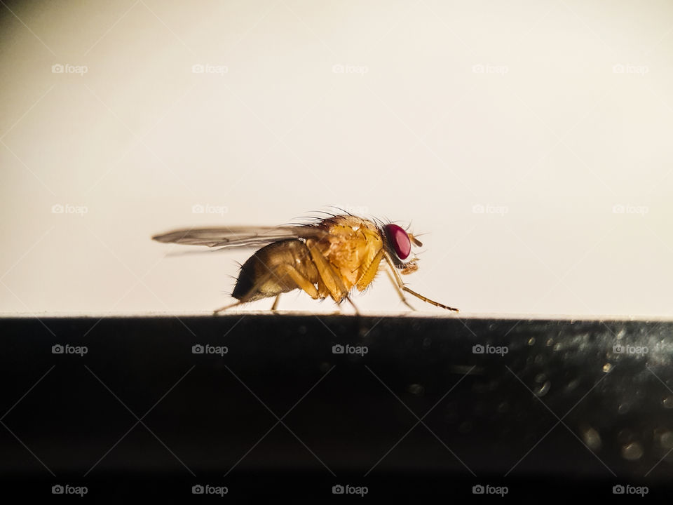 fly sitting on a black surface