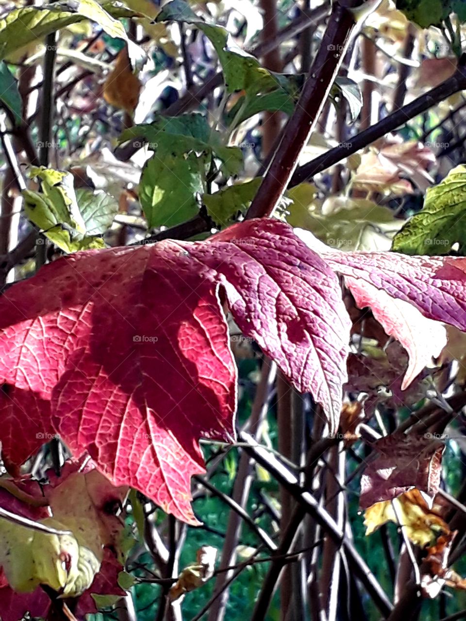 deep pink leaves  of viburnum  in sunny autumn garden