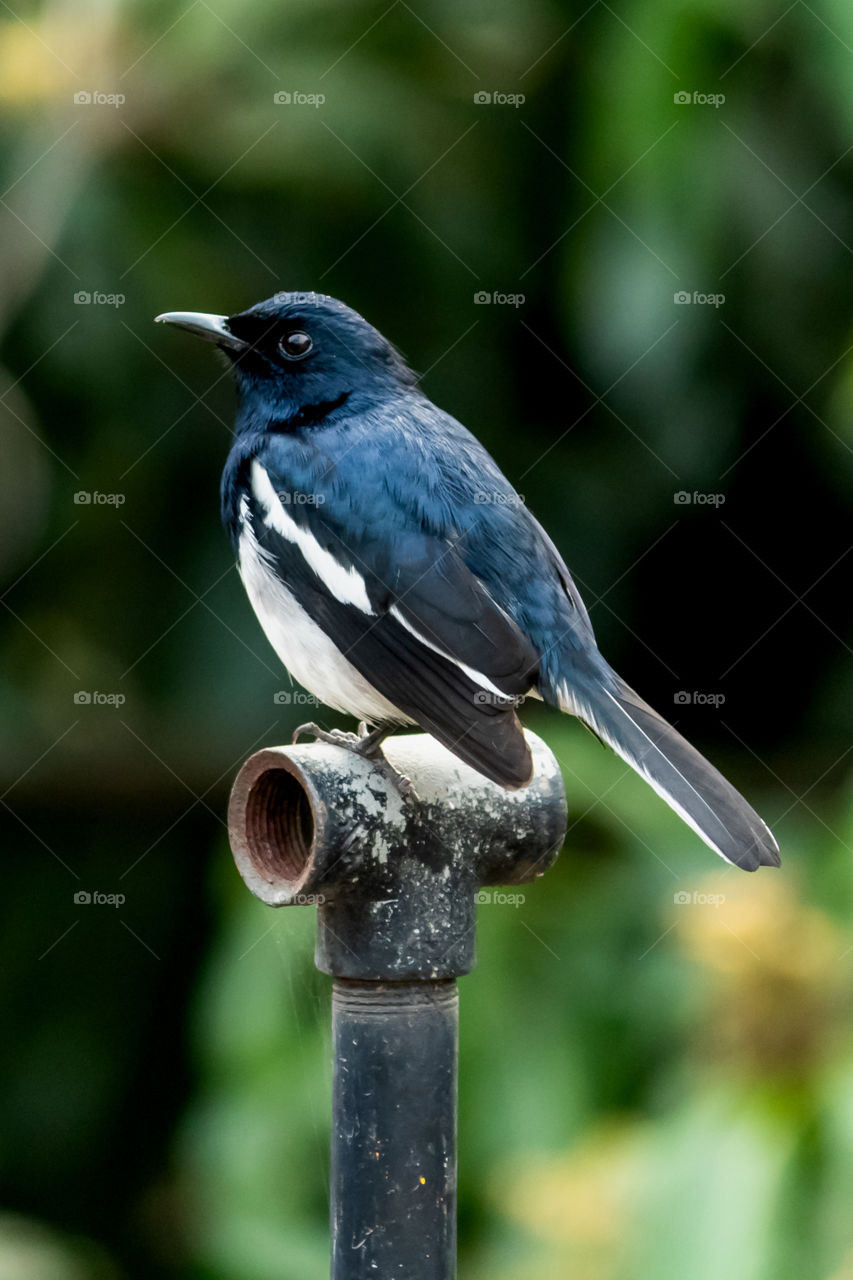 Magpie robin
National bird of Bangladesh