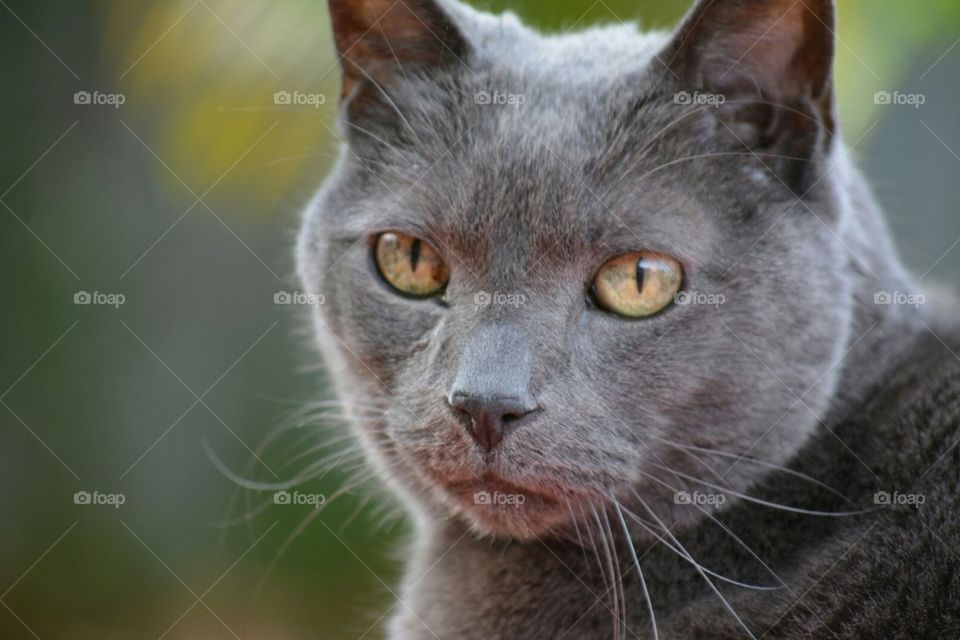 Gray Cat with Green Eyes