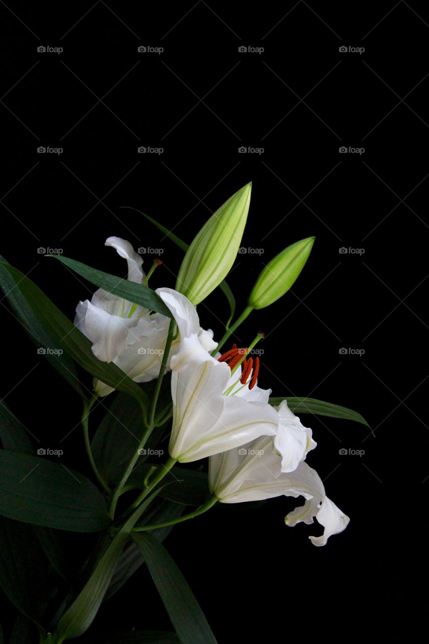Lilias flowers