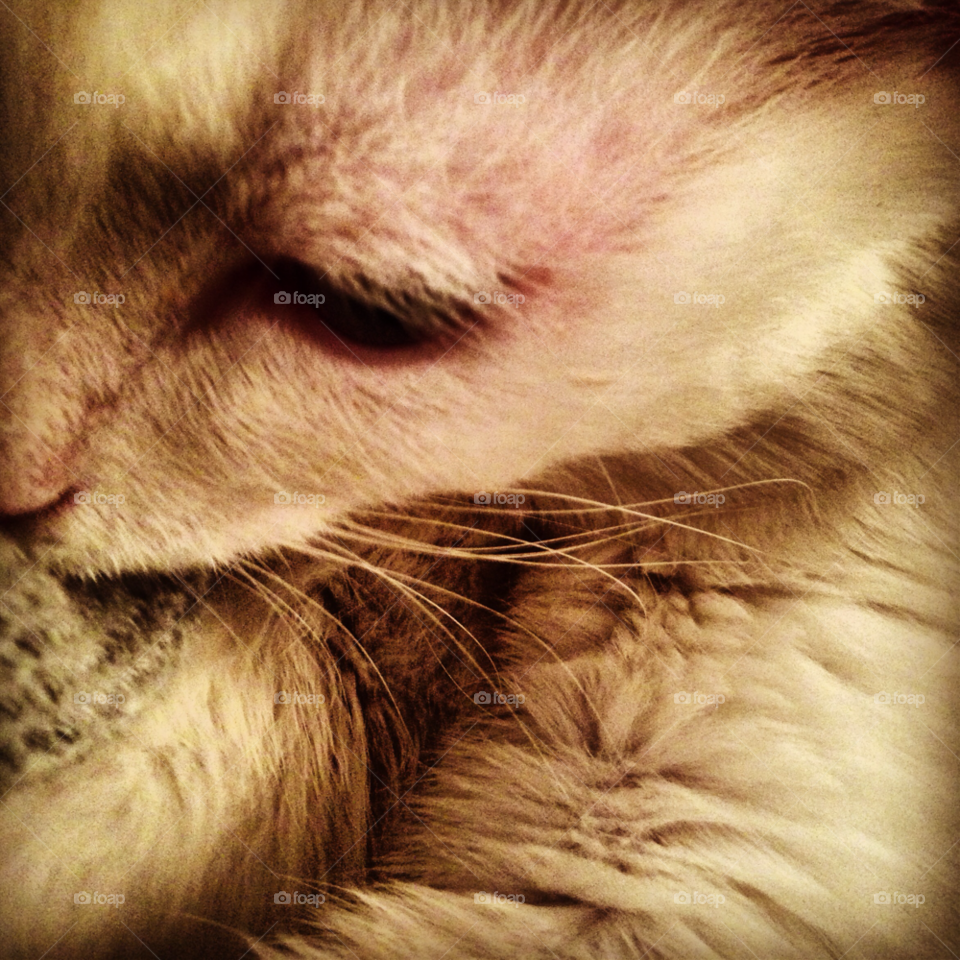 cat eye sleep old by byg