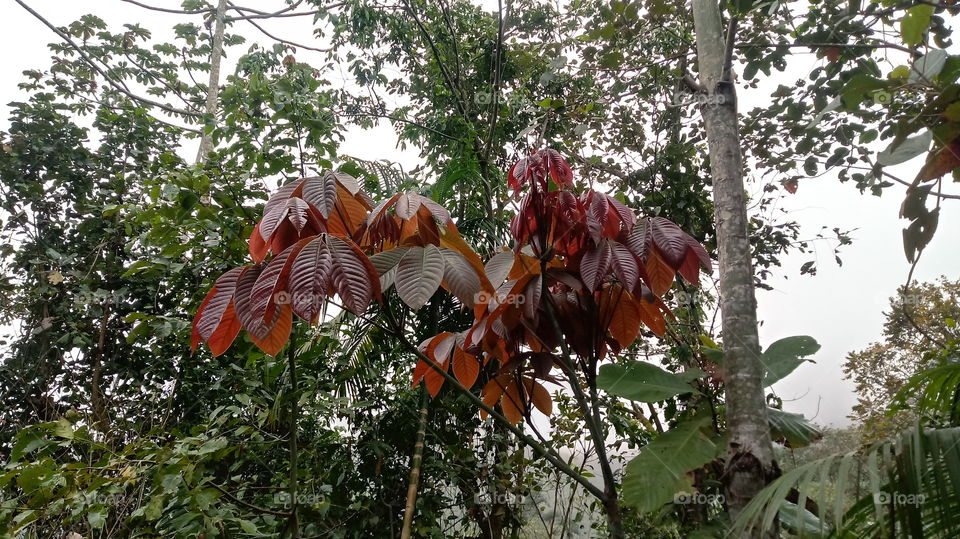 DAS NATUR, NATÜRLICHES LICHT, UMWELT, PFLANZENWELT, SONNENLICHT, BÄUME, BLÜTEZEIT, GUTES WETTER, HIMMELBLAU Haaallooouuu liebe freunde
Woooow! Wunderbar!!!👍👍👍💙
Ich gebe da 5 große sterne ⭐⭐⭐⭐⭐ warum habt Wunderbar ...