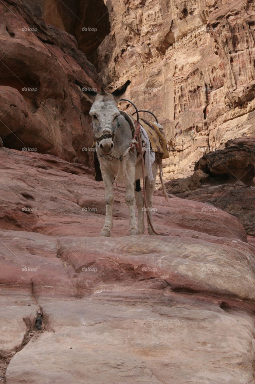 Petra, Jordan - deep into the site, mode of transport 