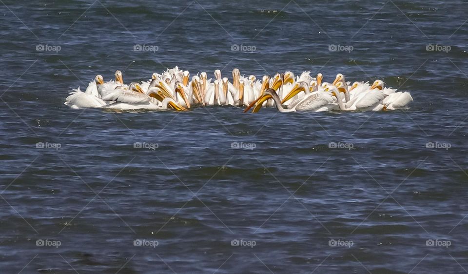 White Pelicans feeding