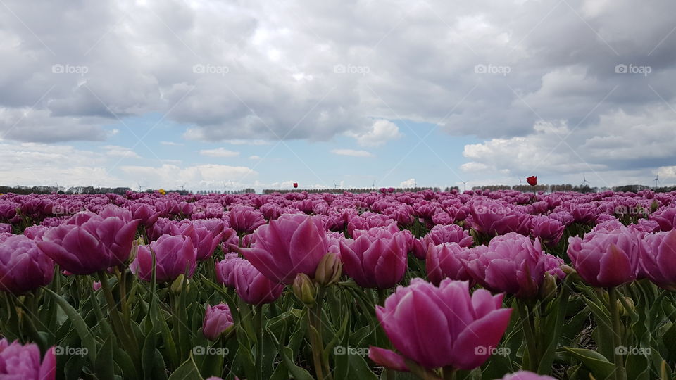 Field of fuschia pink tulips in blossom. Netherlands