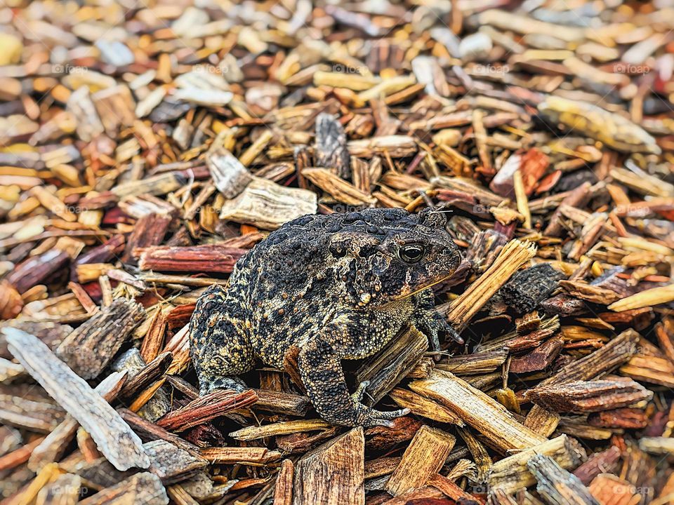 Toad in a park, animals on a playground, playing with toads, finding toads in the park, toads and toddlers 