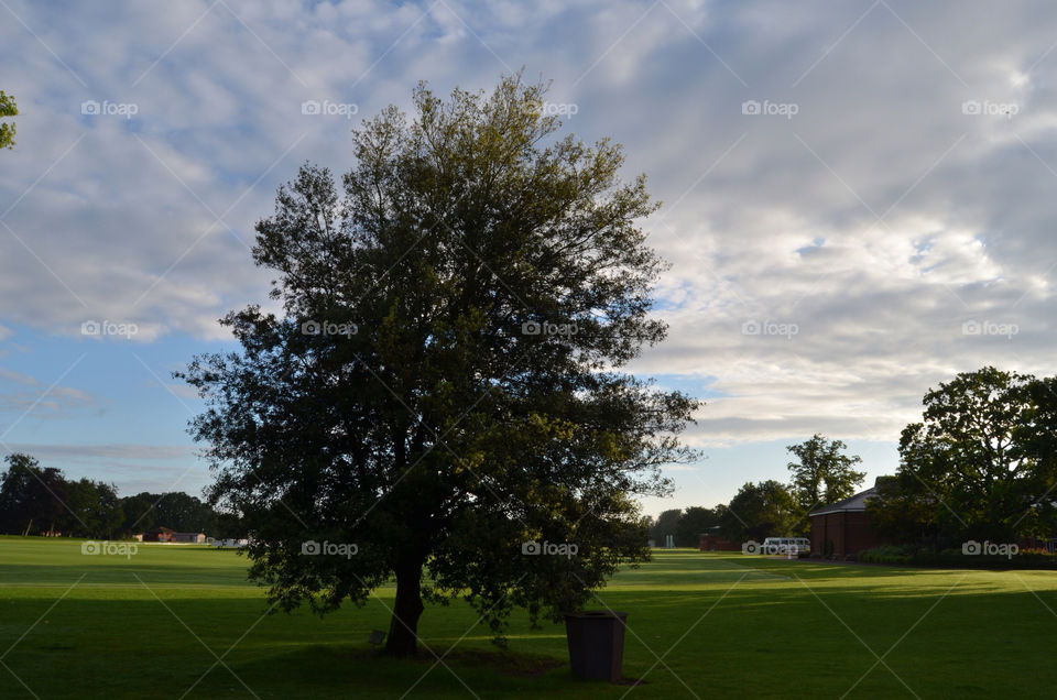 sky blue grass tree by danieltimofan