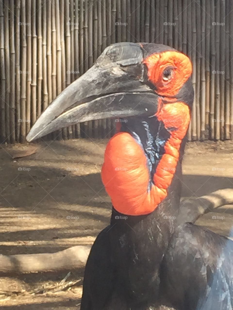 Stork. San Diego zoo