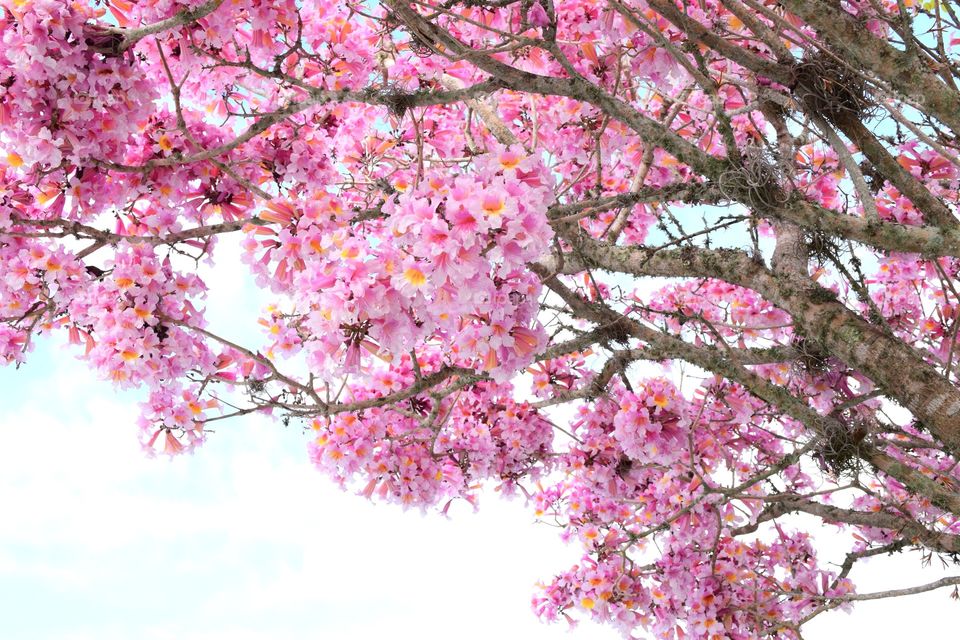 Pink cherry blossoms in bloom