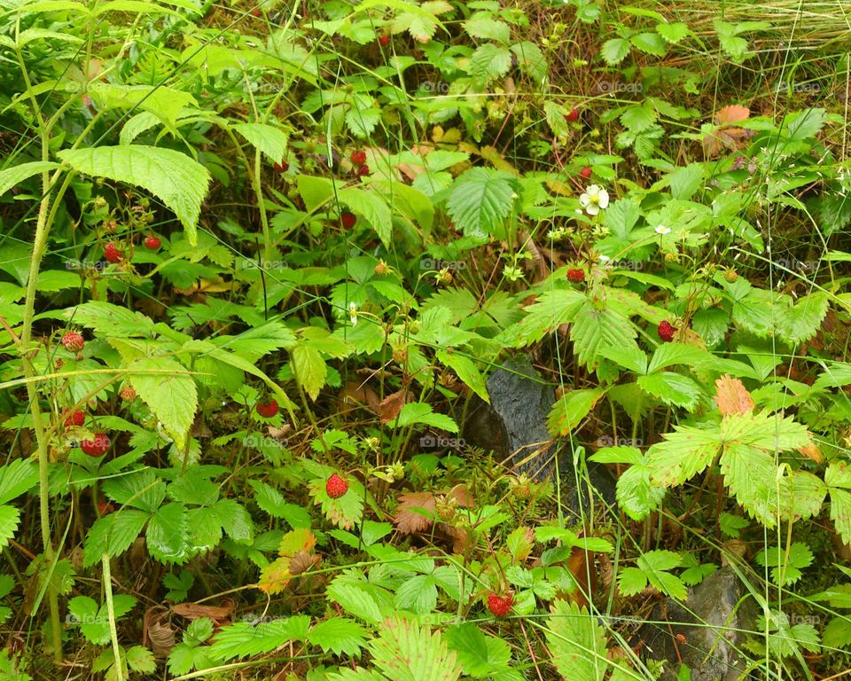 Wild strawberries in a forest in Sweden 