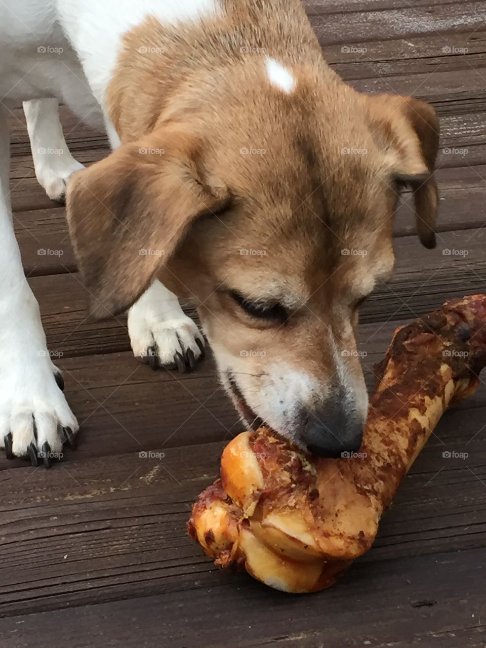 Dog with a bone