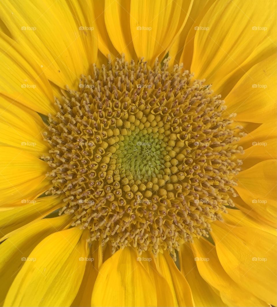 Yellow sunflower - center of yellow flower 
