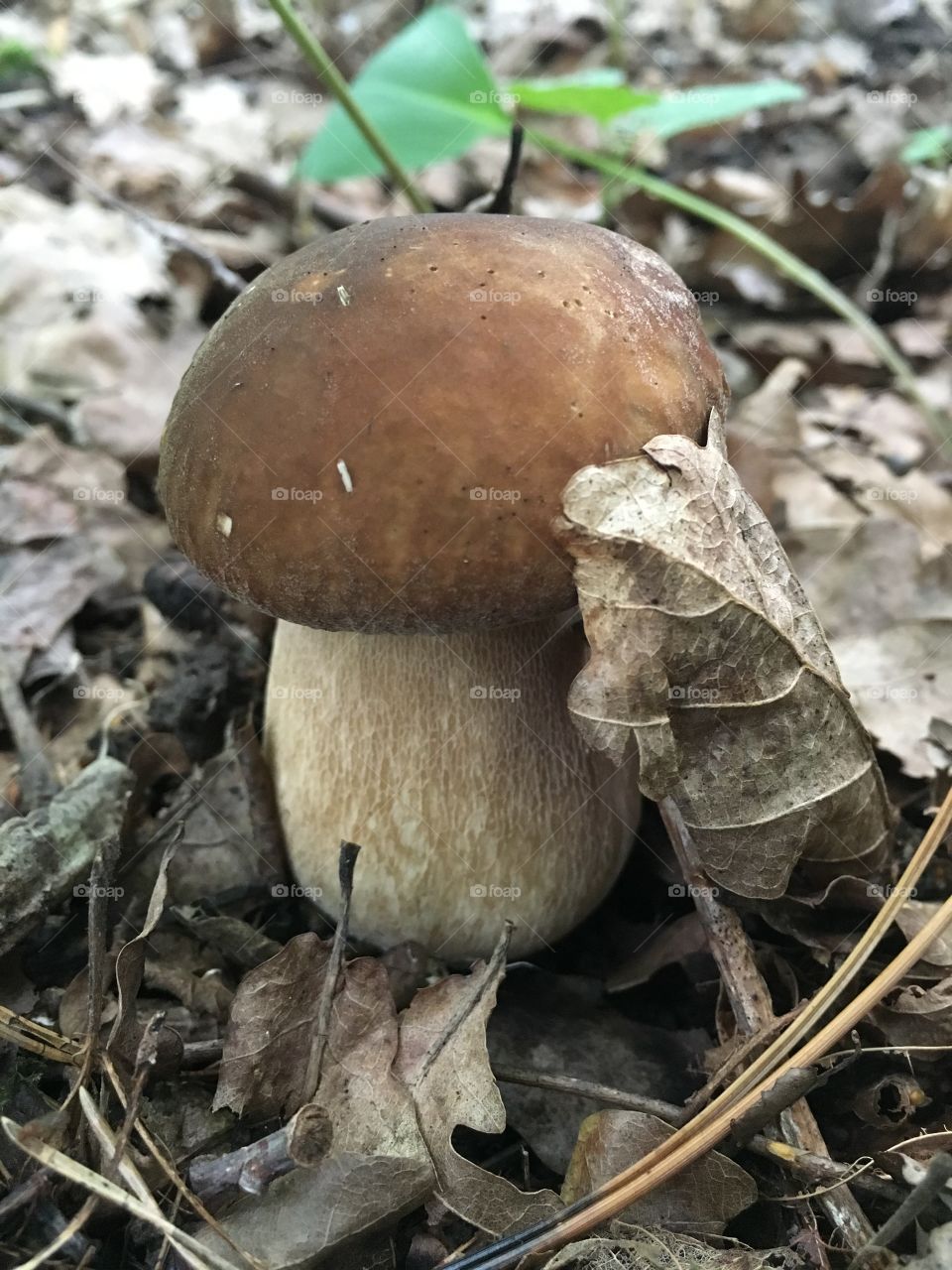 Fungus, Mushroom, Boletus, Fall, Nature