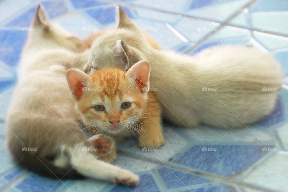 Three kittens with a warm family.