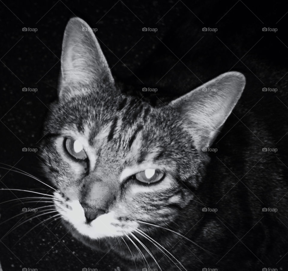 macro close white black by delvec