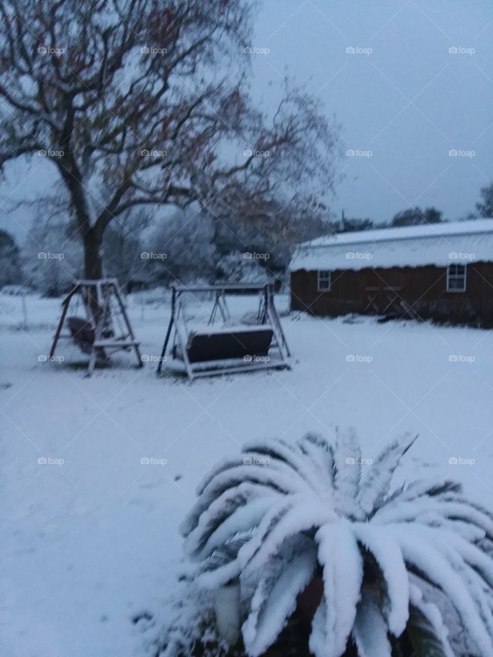 Texas yard in snow