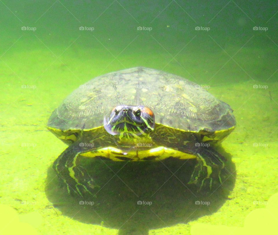 swim turtle