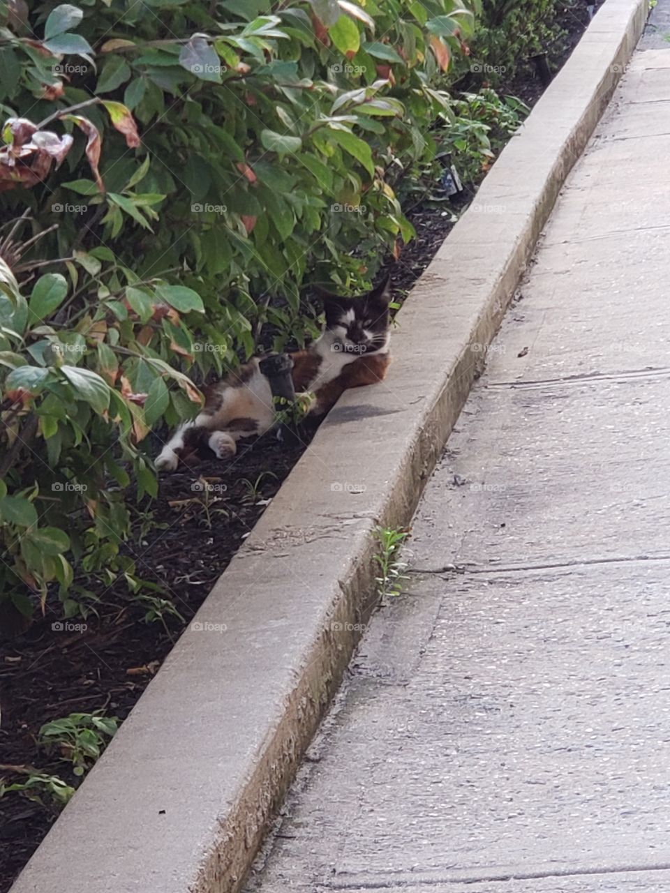 Stray cat sunbathing