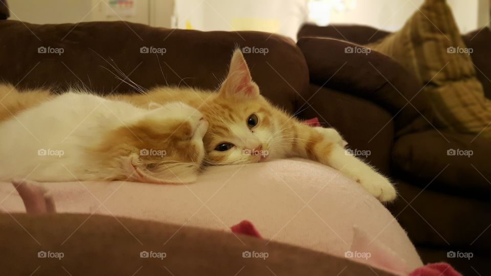 Relaxing kittens . Relaxing kittens after a very long playing 