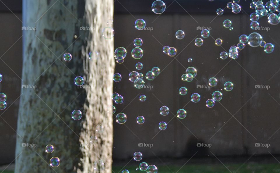 Bubbles 