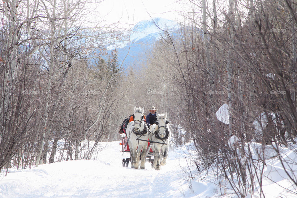 Aspen sleigh ride. Carriage ride in snow