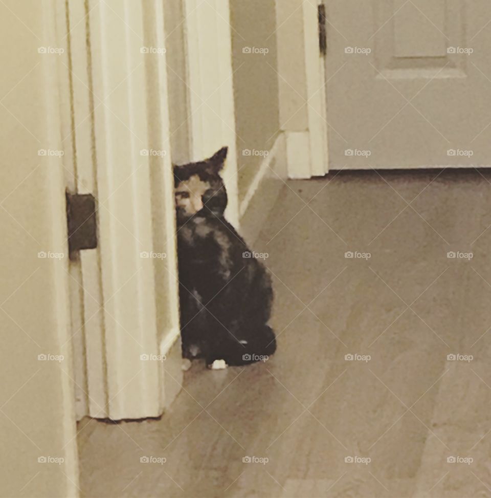 Cat in hallway 