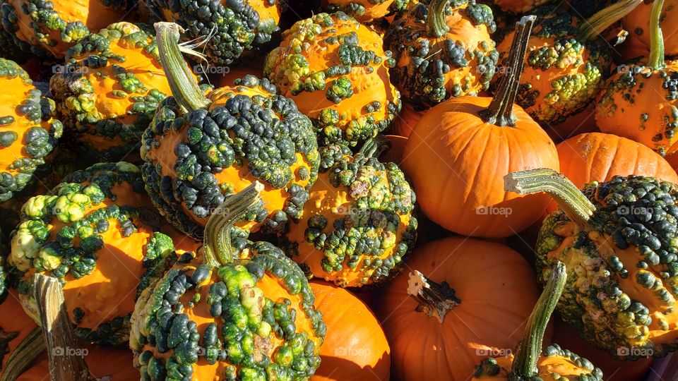 Pumpkins with warts