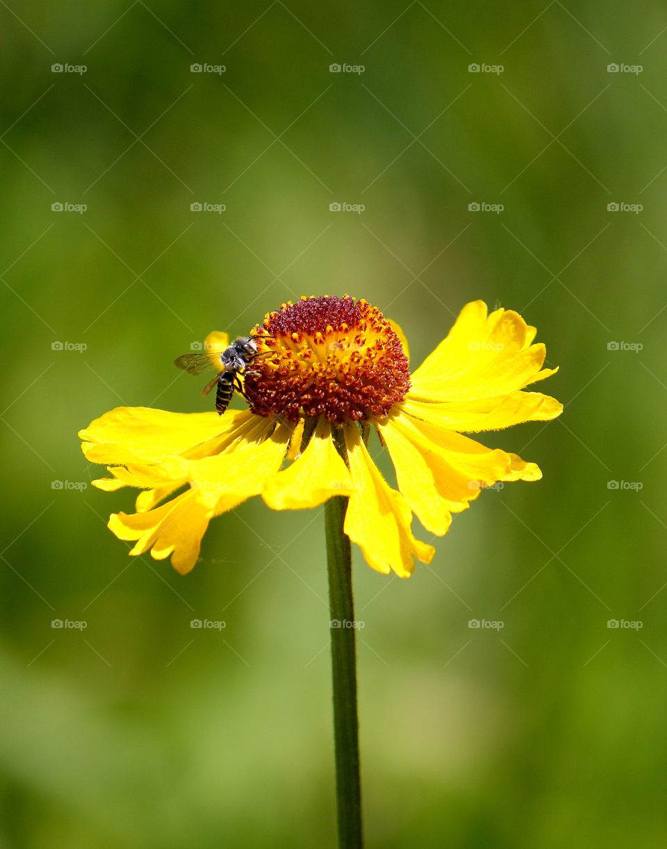 a close up of a bee / honeybee working on a yellow daisy