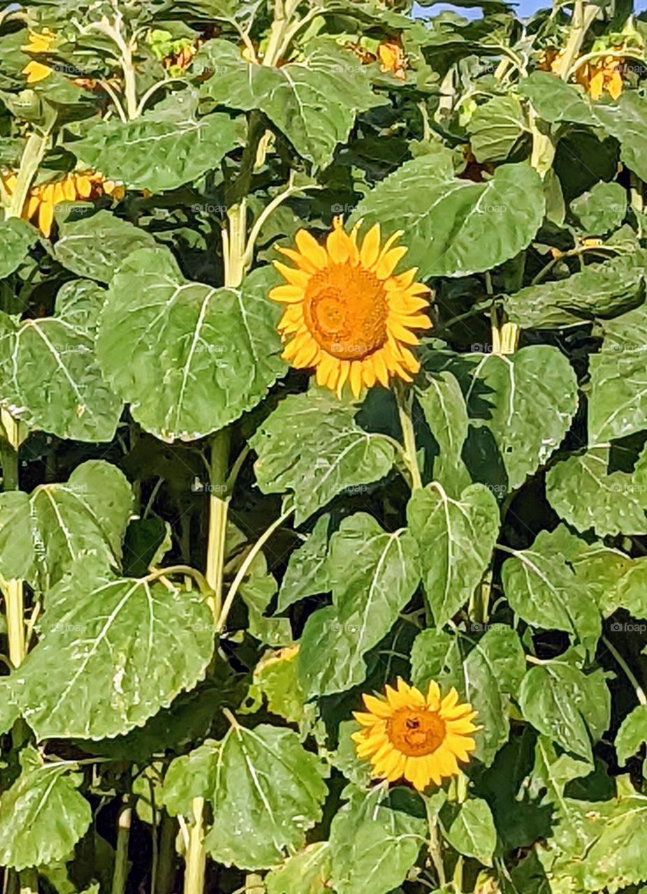 beautiful sunflowers!