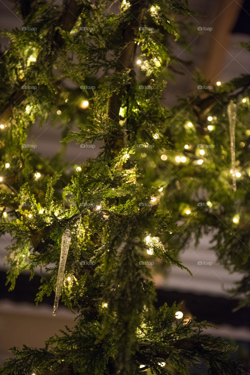 Christmas tree lights on a tree.