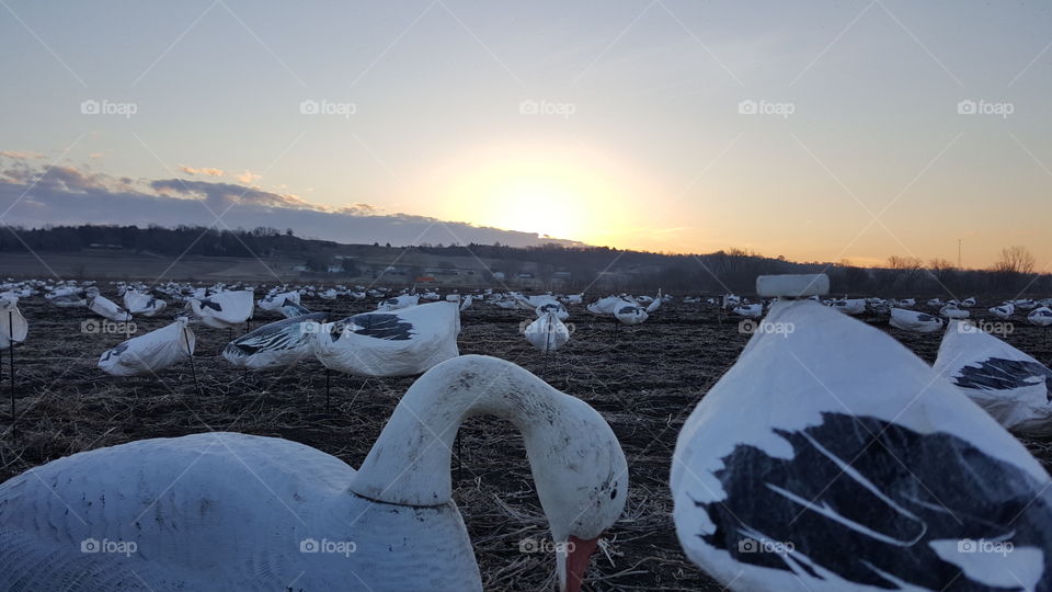 snow goose sunset