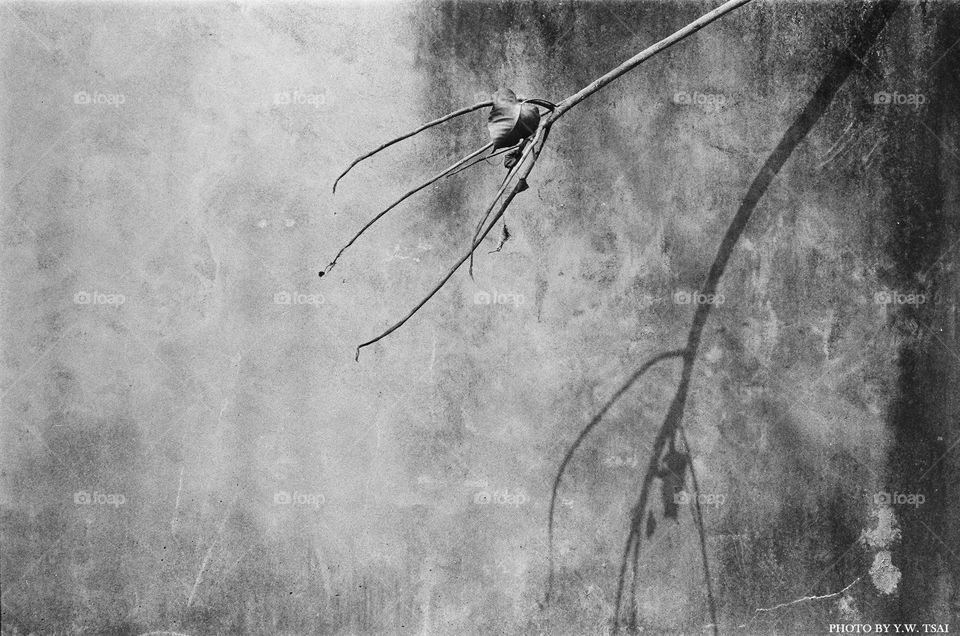 shadow with tree on the wall