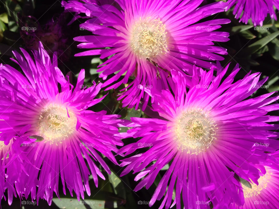 flower wild australia petals by kshapley