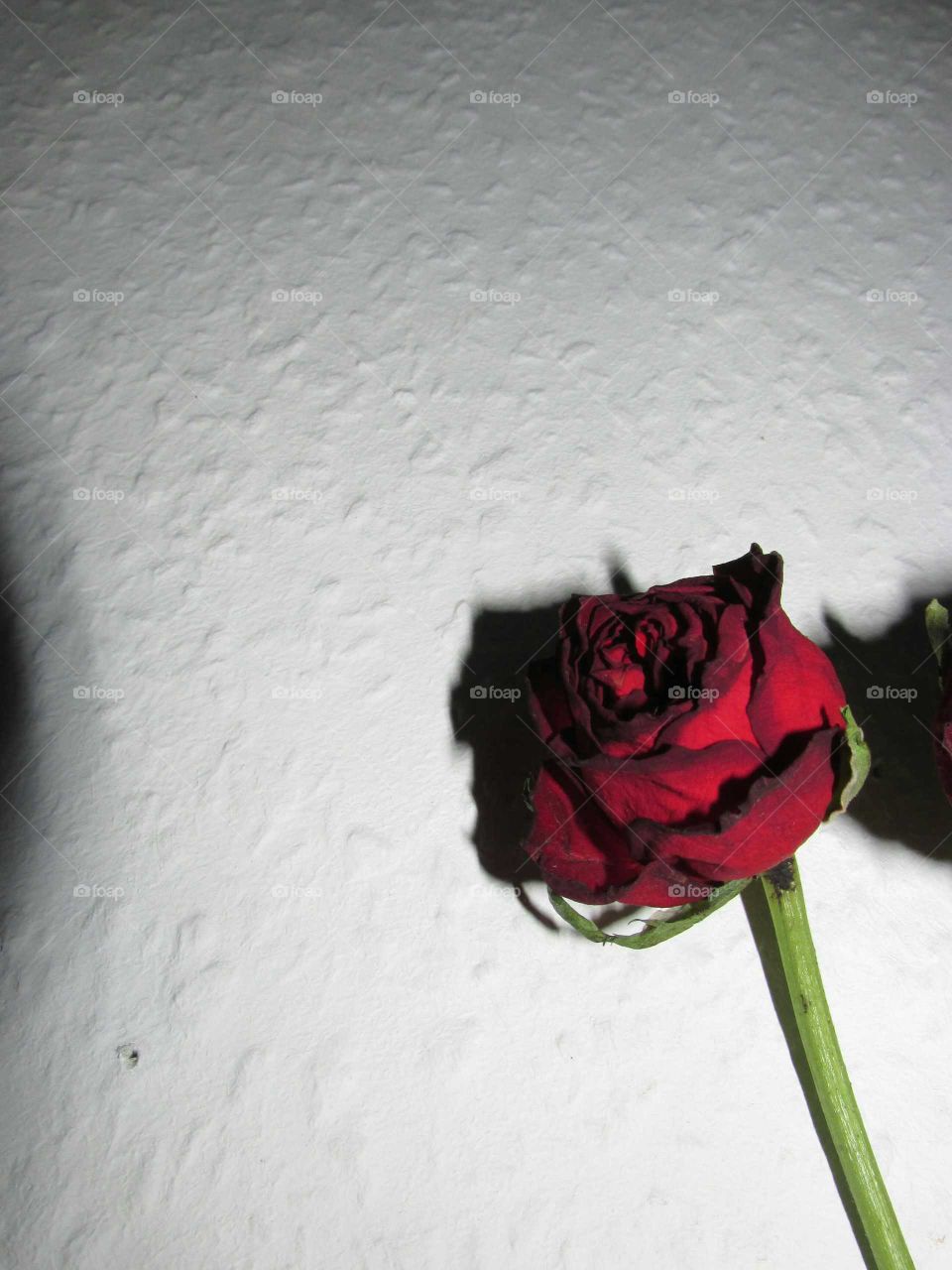 the red rose
