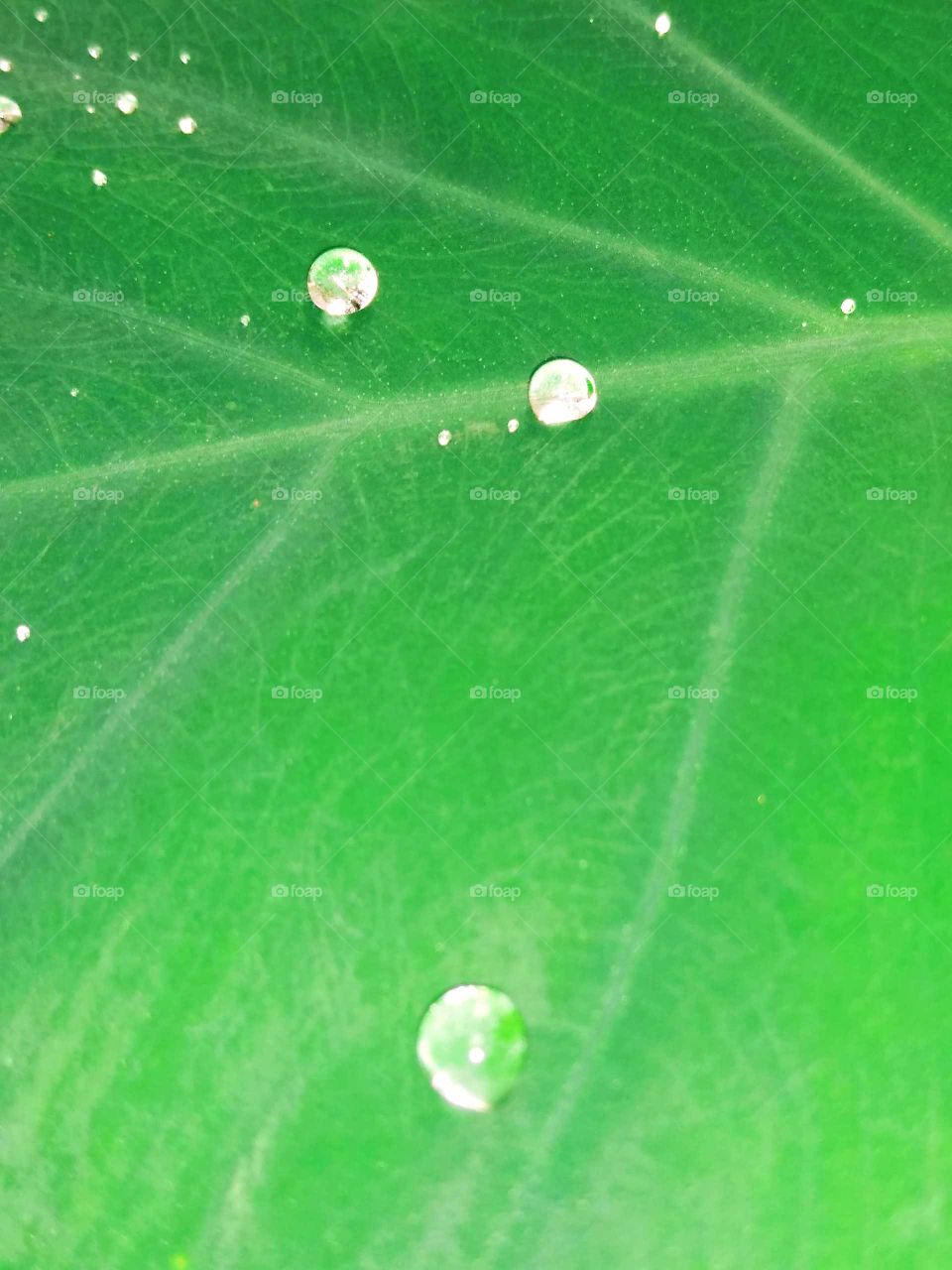 drops of water on a plant leaf