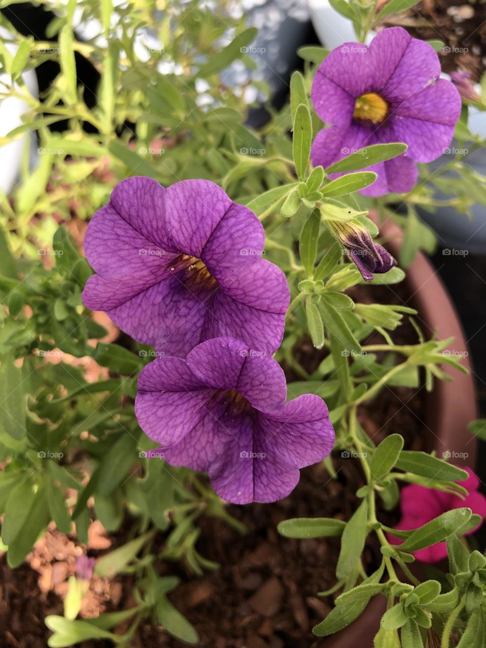 Petunias 