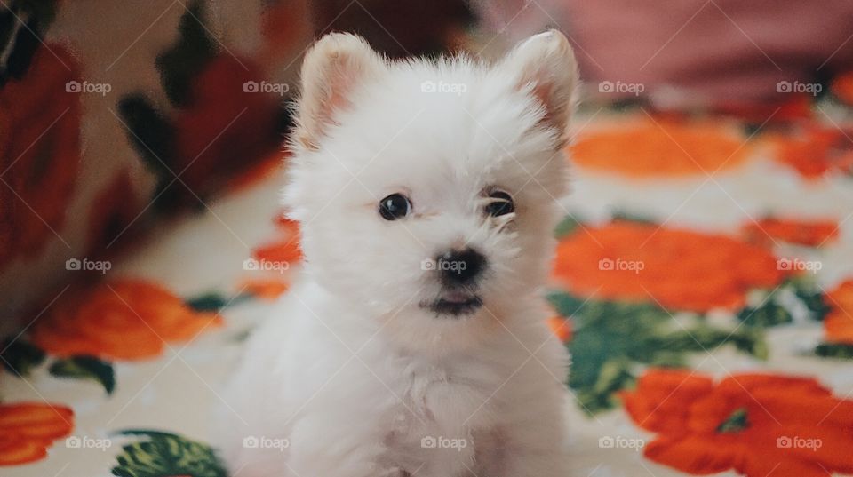 Small, white puppy sitting on the couch.