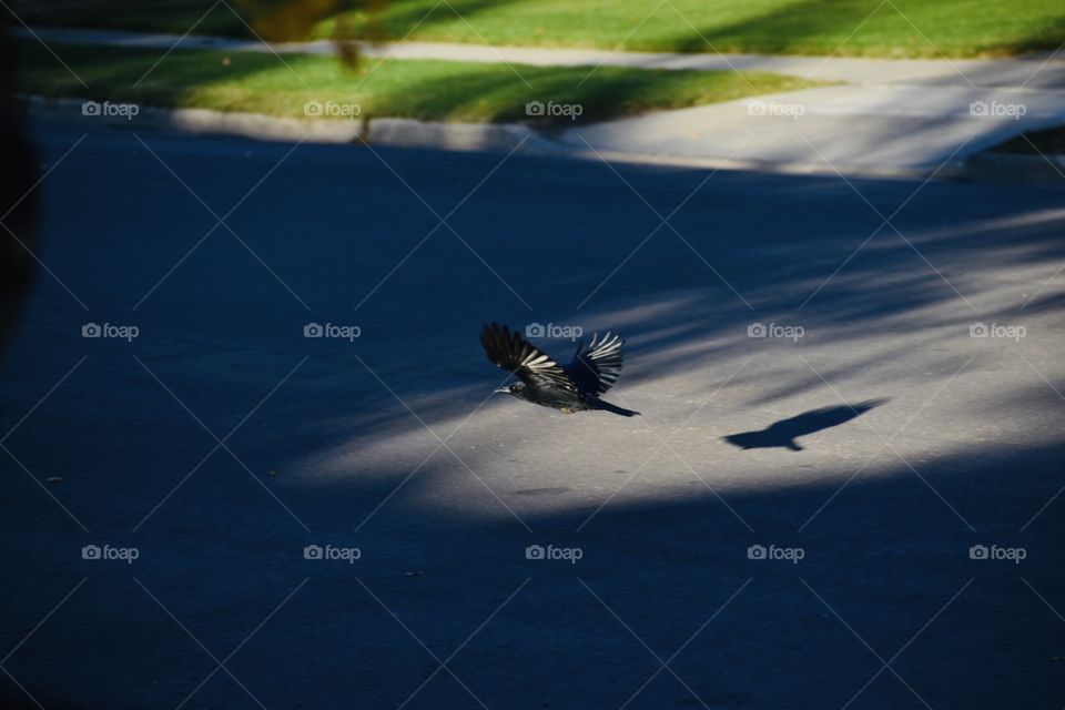 Crow taking off 