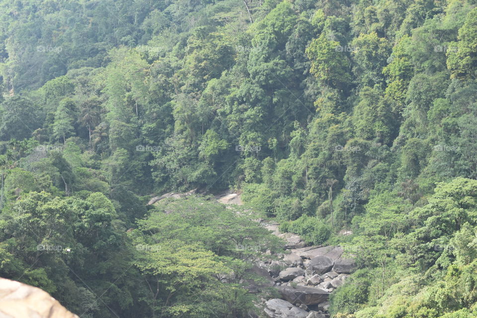 Beautiful forest # dry zone # no water