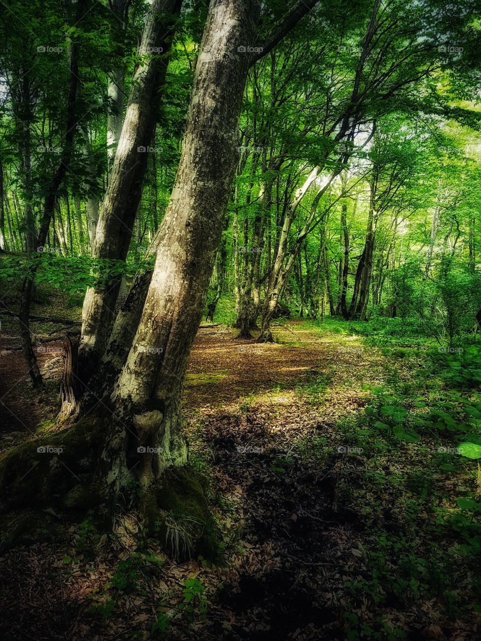 Forest day outdoor nature greens wild forest greens