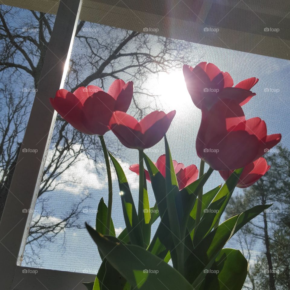 Tulips