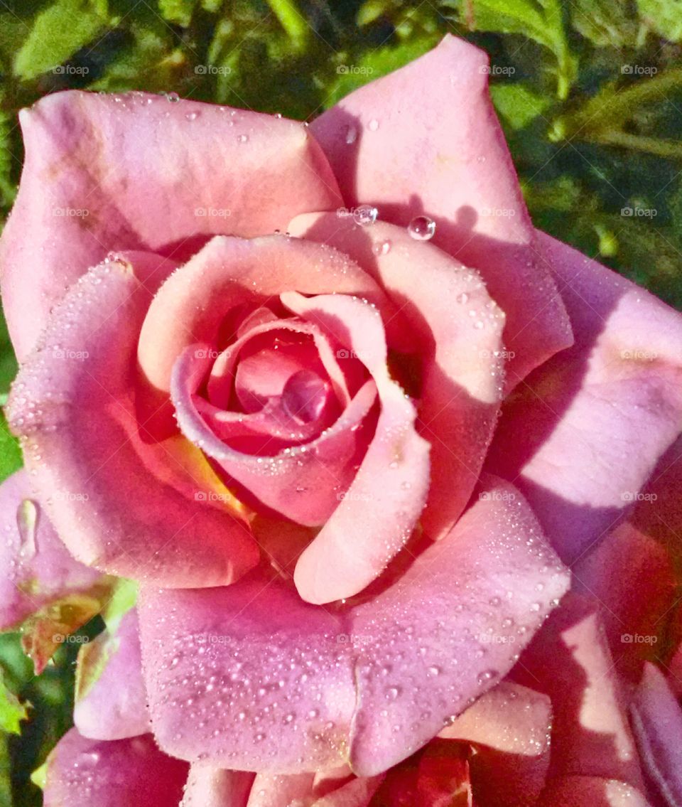 A miniature pink rose with some morning dew