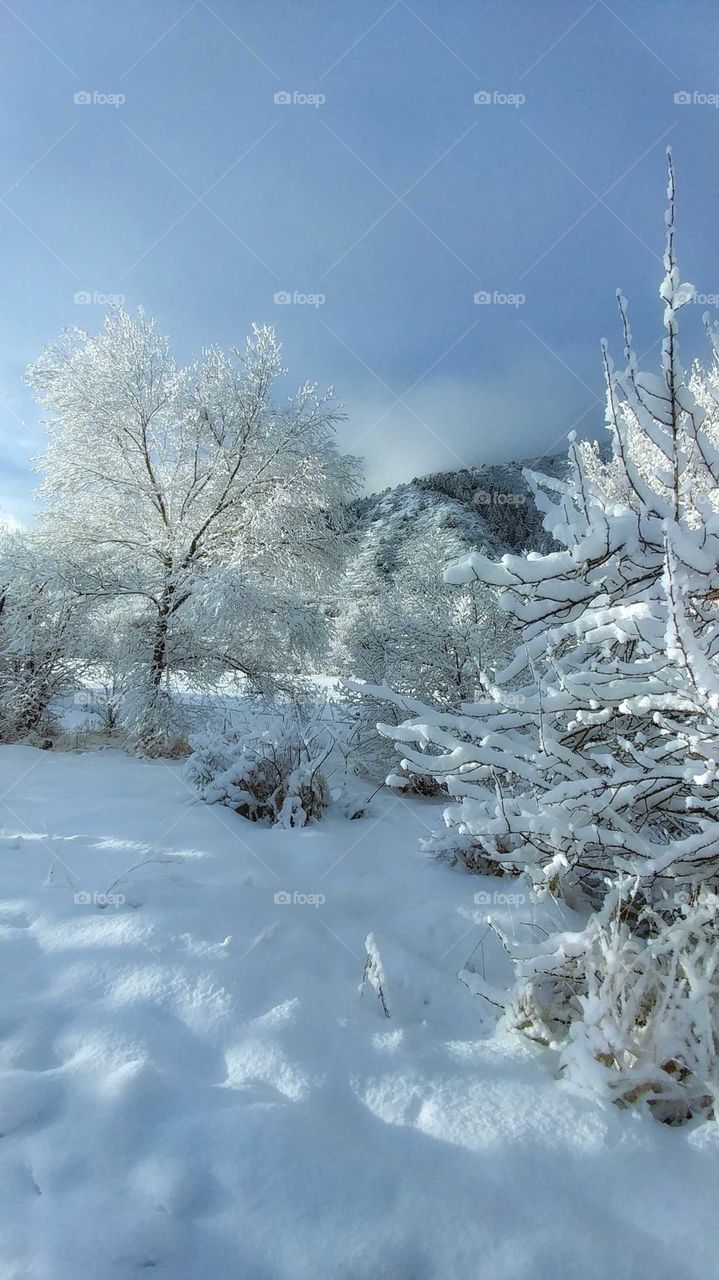 Fresh powder blankets this quiet winter scene.